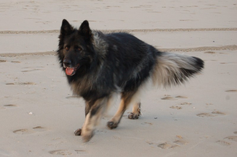 Xerus en Zaza op Vlieland (1).jpg